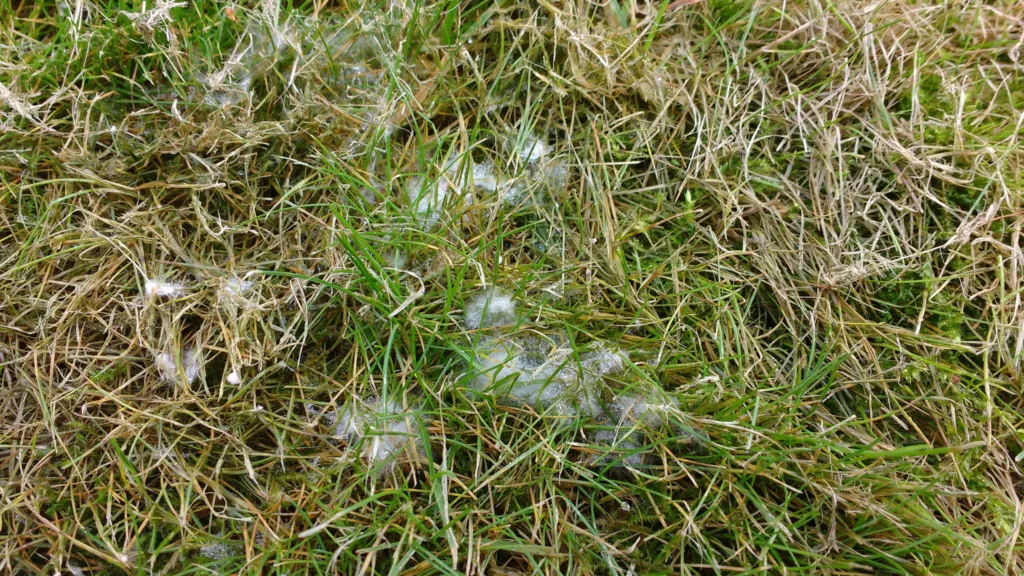 Lawn Disease and Fungus Guide | Fusarium, Red Thread | Tillers Turf
